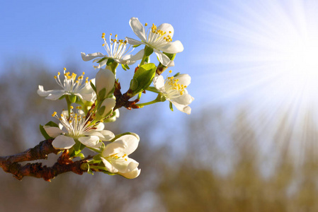 阳光下盛开的梅树，树枝上有白色的花，背景模糊。春天。