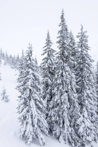 冬天的风景有雪覆盖的森林。白雪覆盖了圣诞树。圣诞树在雪地上美丽的背景。
