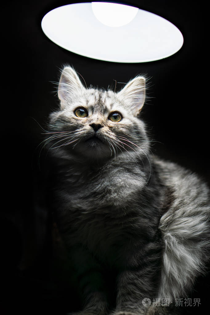 黑色背景的毛茸茸的灰色猫