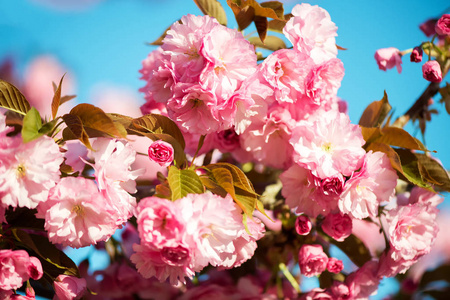 美丽的樱花粉色樱花花自然背景选择性聚焦