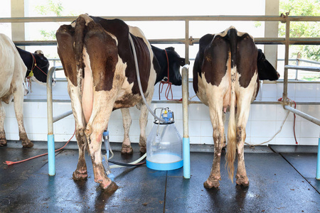 奶牛挤奶设施和机械化挤奶设备图片