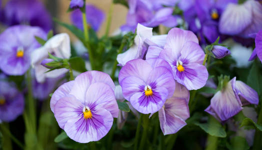 春天花园中紫色堇花的近缘生长的选择性焦点