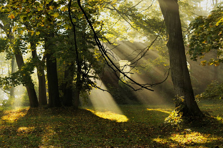 阳光明媚的早晨，树木间的光线和地上的秋叶