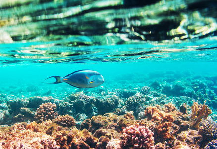 生活在埃及红海的珊瑚礁。不寻常的自然背景。