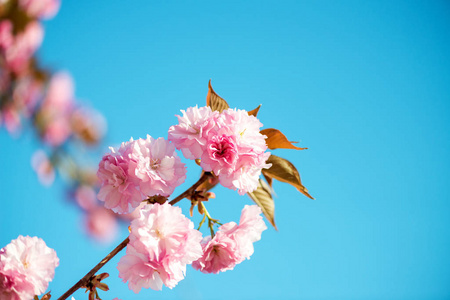 美丽的樱花，粉红色的樱花，自然背景选择性聚焦