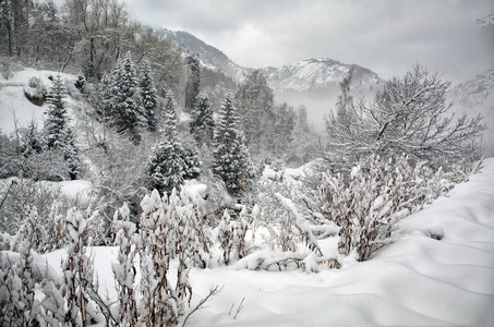 早晨山林中有新鲜雪的冬季景观。