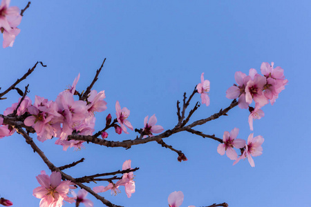 关闭开花杏仁树。 美丽的杏仁花在蓝色天空的树枝上，春天的背景在西班牙巴伦西亚，欧洲