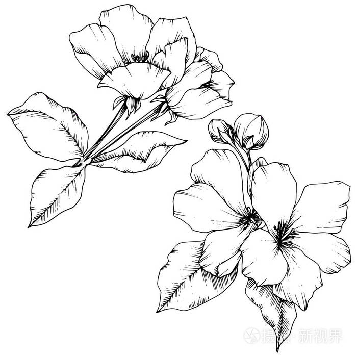 矢量苹果花,花卉植物花. 野生春叶野花隔离. 黑白雕刻