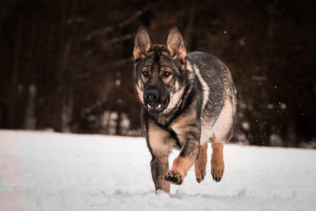 荣格德国牧羊犬在雪地里。德国牧羊犬。我在科诺皮斯特的第三家摄影店的德国牧羊人照片。这是一次令人惊奇的经历。我喜欢雪地上的狗。