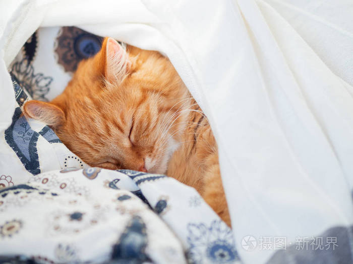 可爱的姜猫躺在毯子下面的床上. 毛茸茸的宠物舒服地睡着了.