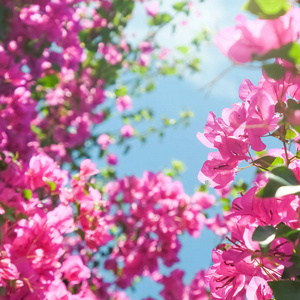 粉红色的花和蓝色的阳光天空，花卉背景，春季假期和妇女日的概念。 生命绽放