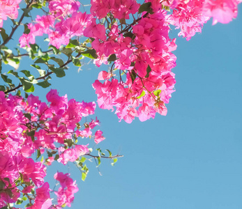 粉红色的花和蓝色的阳光天空，花卉背景，春季假期和妇女日的概念。 生命绽放
