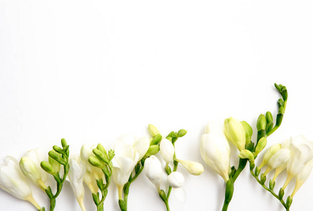 春天的背景。 美丽的春天自由的花在白色的背景上。 文本的位置关闭。
