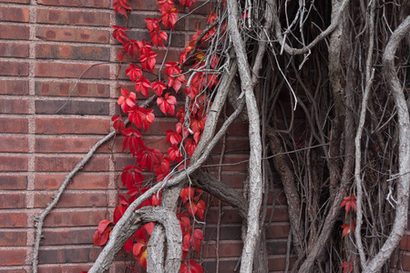砖墙和红色植物孤梁，秋季有干枝。