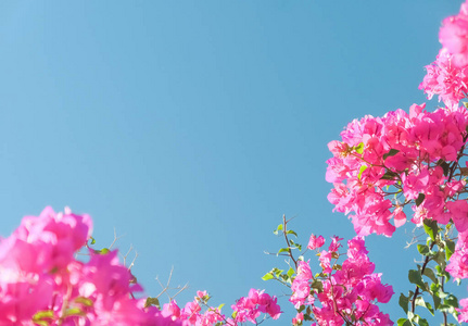 粉红色的花和蓝色的阳光天空，花卉背景，春季假期和妇女日的概念。 生命绽放