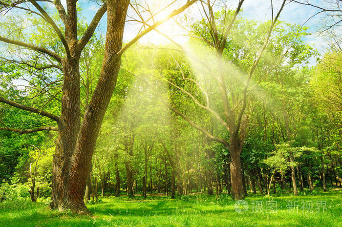 春天森林里阳光明媚的一天. 阳光照亮了绿草和树木.
