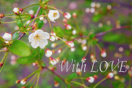 春天主题贺卡签名与爱。 用刚开放的白色花朵和花蕾的嫩绿叶子紧贴樱桃树枝。 选择性聚焦。 背景上没有焦点的盛开花园。