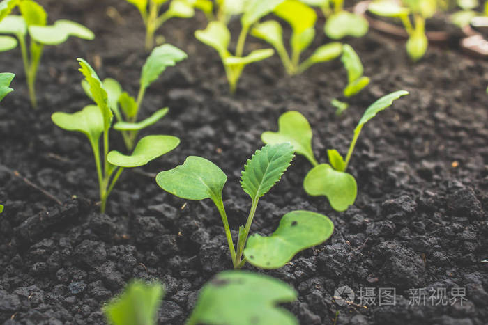 种植在地上的年轻卷心菜苗 花园里的园艺春季工作.