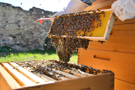 s hands with wooden frame and bees. Beekeeper at work. 