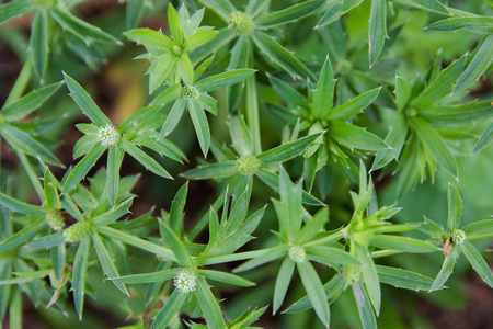 花卡兰特罗或墨西哥香菜。