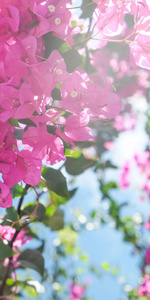 粉红色的花和蓝色的阳光天空花的背景，春天的假期和妇女日的概念。活着的生命绽放