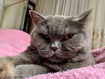 非常生气的猫脸图片