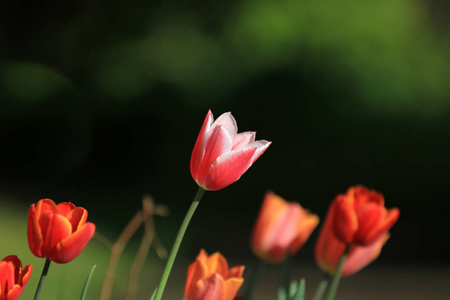 丹麦春天花园里的郁金香图片