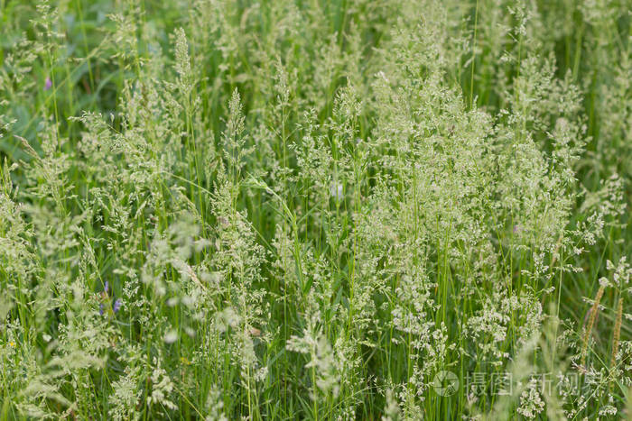 肯塔基州的蓝草或豌豆. 夏季自然绿色背景,开花常见的草甸.