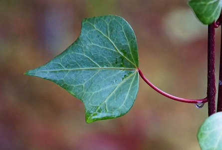 花园里的绿色花卉植物