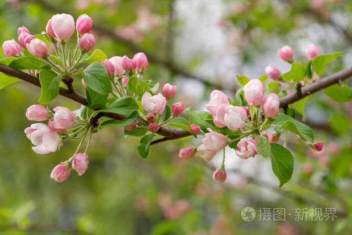 阴天开花野苹果树对春林的枝条 美丽的自然背景 选择性聚焦