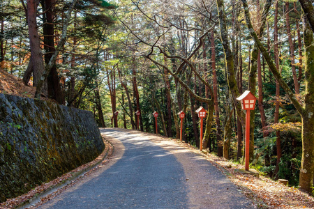 秋季神社红杆松林走廊图片