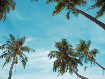 框架棕榈树顶着天空, 自由空间的中心。热带景观