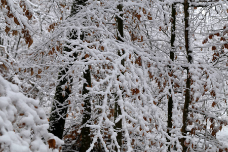 冬天森林里树枝上的新鲜雪。