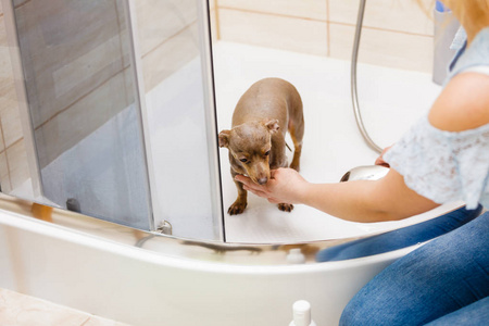 照顾她小狗的女人。 女性清洗清洁针，拉特普拉茨斯基，克瑞萨里克在淋浴下。 动物卫生概念。