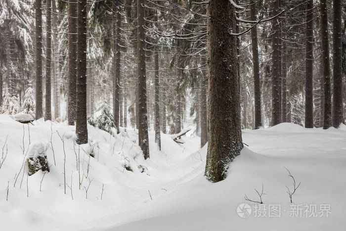 冬天,在德国奥伯霍夫附近的图林根森林里下雪.