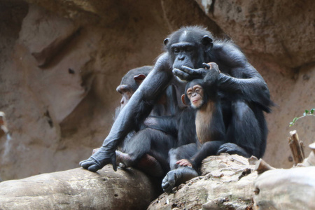 黑猩猩一家坐在山脚下