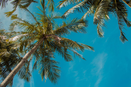 高大的棕榈树靠在天空中, 复制右边的空间。热带景观