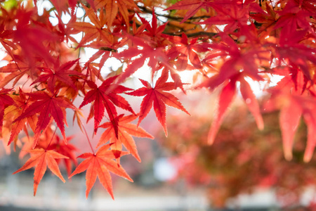 花园里红枫叶，阳光模糊