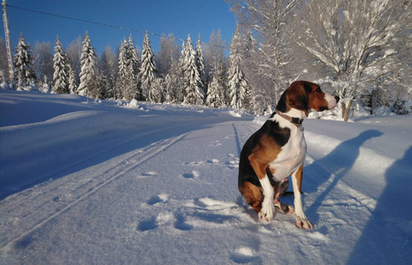 雪道上的狗。 芬兰猎犬在森林里。 美丽的冬季自然。 年轻健康的动物。