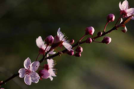 在春天的花园里关闭开花树日本樱桃。 自然的宏观摄影。