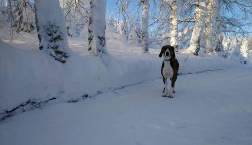 雪道上的狗。 芬兰猎犬在森林里。 美丽的冬季自然。 年轻健康的动物。