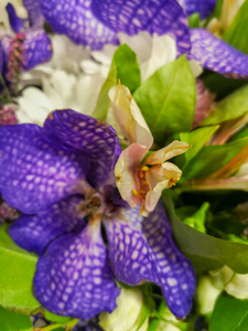 开花植物花鲜脆弱脆弱自然中的美近紫色生长花瓣花序