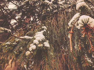 云杉树的分支与白雪。城市里的冬天。特写镜头