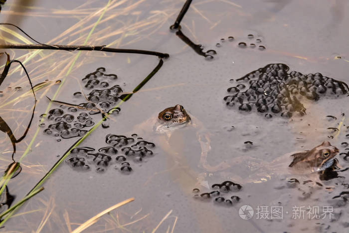 池塘里的水就像汤.大量的小蝌蚪将在几天内从大量的青蛙卵中生长.