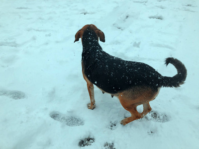 院子里的狗在雪中跑到外面。快照附近
