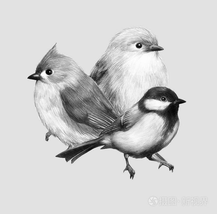 鸟图素描可爱的小鸟铅笔图画插图拼贴三只鸟