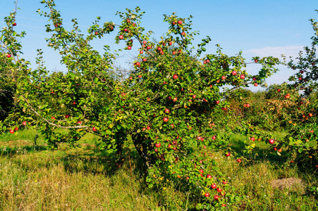在花园里成熟的苹果。 有苹果的树。 秋天的老式苹果。