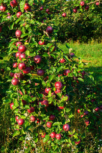 树上的大红苹果。 在花园里成熟的苹果。
