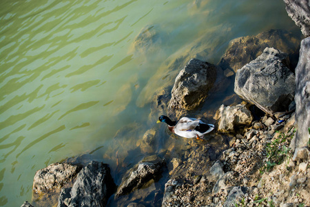 野鸭在池塘边