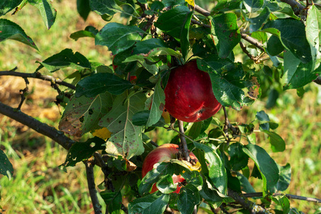 树上成熟的苹果。 苹果树的花园。 秋天农场的收获。